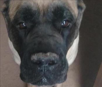 Lola , team member at SERVPRO of Wexford / West Hills