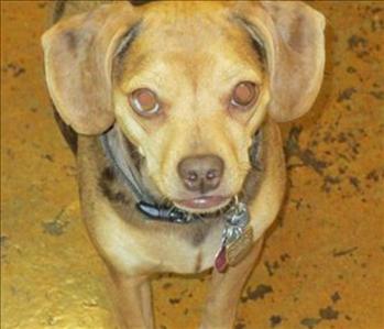 Jesse, team member at SERVPRO of Northwest Las Vegas