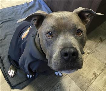 Scooter, team member at SERVPRO of La Mesa & Lemon Grove