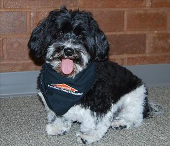 Maverick - Deputy in Charge of Visitor Inspection & Mayhem Management, team member at SERVPRO of Lincoln, Southern, and Northeast Gaston Counties