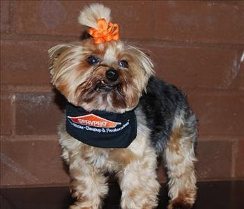 Boo Boo, Chief of Security & Canine Staff Management, team member at SERVPRO of Lincoln, Southern, and Northeast Gaston Counties