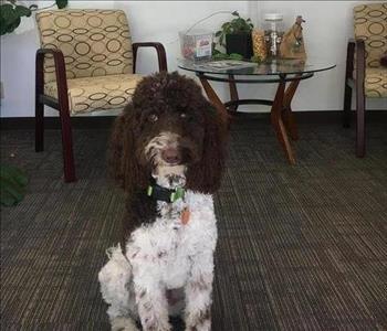 Emma , team member at SERVPRO of Northwest Albuquerque
