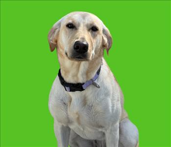 Lacey, team member at SERVPRO of Englewood, Placida