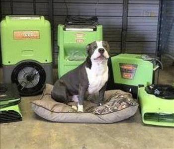 Wyatt, team member at SERVPRO of La Vernia, Pleasanton
