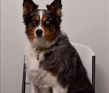 Loki Zoz- Snack Manager, team member at SERVPRO of New Tampa