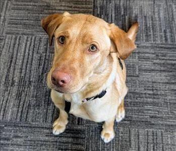 Hazel Rand, team member at SERVPRO of Allendale and Greater Holland