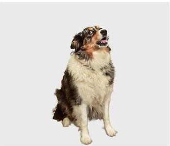 Loki Zoz- Snack Manager , team member at SERVPRO of South Tampa, Channelside