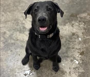 Yogi "Sweet Angel Baby" Hawkins, team member at SERVPRO of Champaign / Urbana